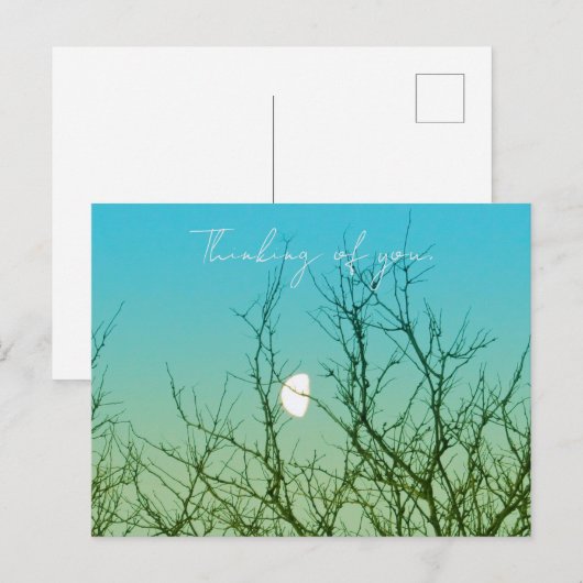 Tree Photography ポストカード (正面/裏面)