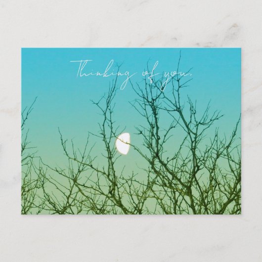 Tree Photography ポストカード (正面)