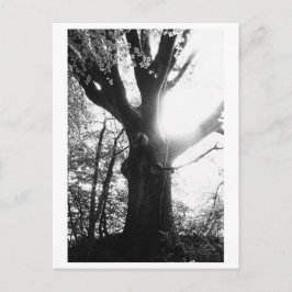 Tree Photography - Elanie ポストカード