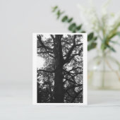 Tree Photography - Feronia Postcard ポストカード (スタンド正面)