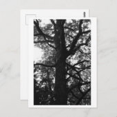 Tree Photography - Feronia Postcard ポストカード (正面/裏面)