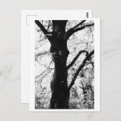 Tree Photography - Ilana ポストカード (正面/裏面)