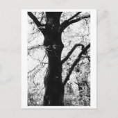Tree Photography - Ilana ポストカード (正面)