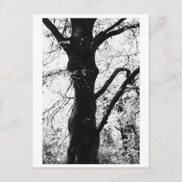Tree Photography - Ilana ポストカード