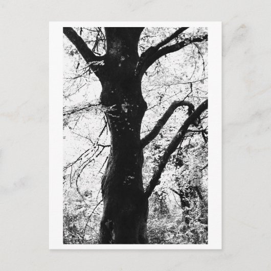 Tree Photography - Ilana ポストカード (正面)