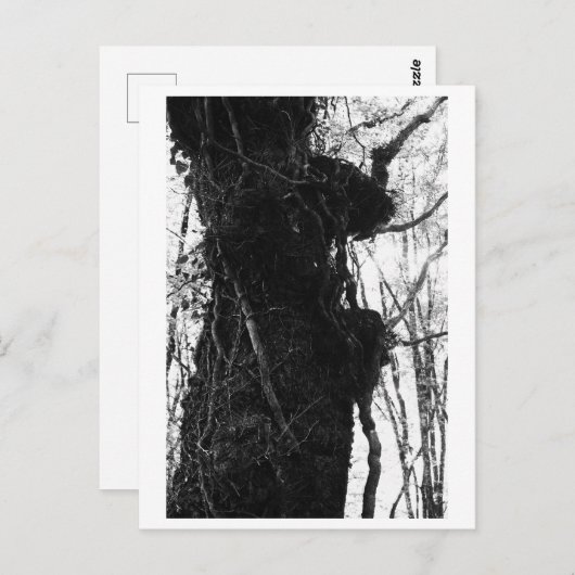 Tree Photography - Moriko ポストカード (正面/裏面)