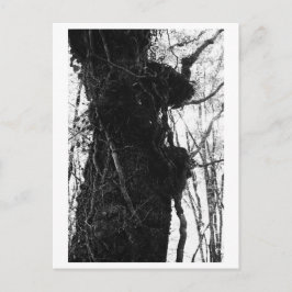 Tree Photography - Moriko ポストカード