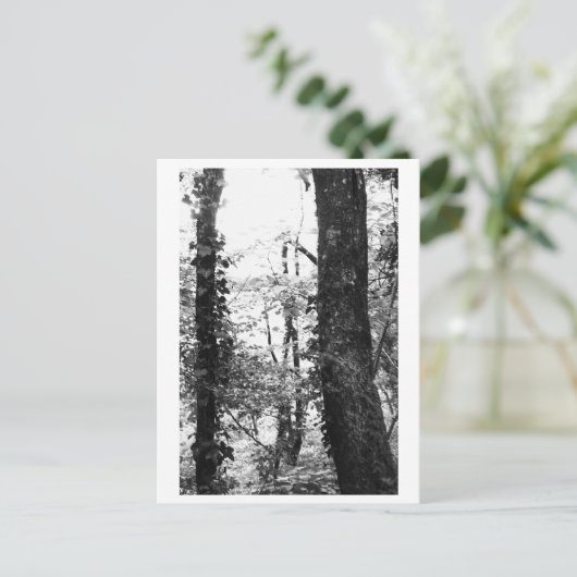 Tree Photography - Nikki ポストカード (スタンド正面)