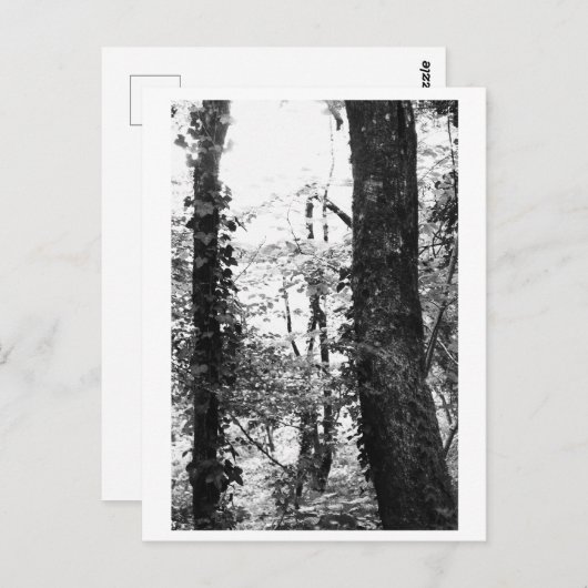 Tree Photography - Nikki ポストカード (正面/裏面)