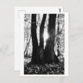 Tree photography - Oriana ポストカード (正面/裏面)