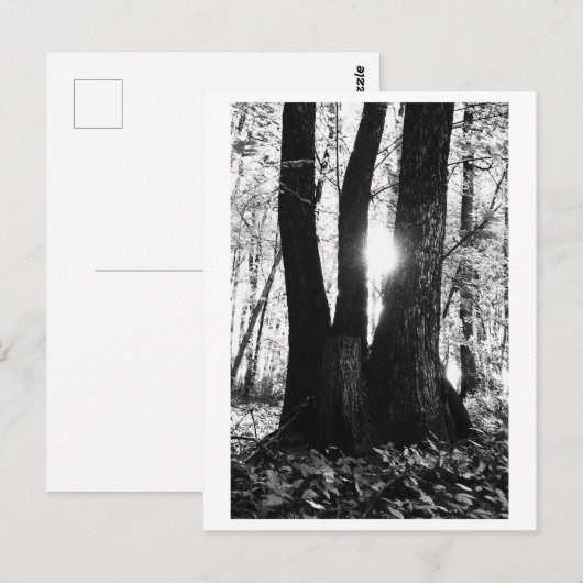 Tree photography - Oriana ポストカード (正面/裏面)