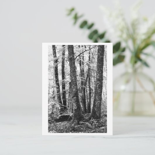 Tree Photography - Sylva ポストカード (スタンド正面)