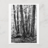Tree Photography - Sylva ポストカード (正面)