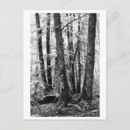 Tree Photography - Sylva ポストカード