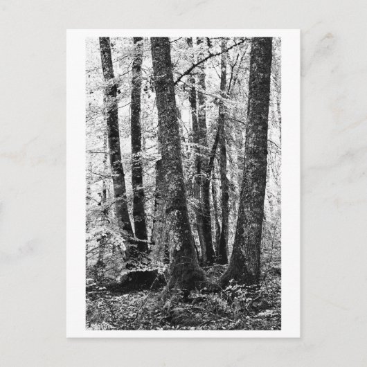 Tree Photography - Sylva ポストカード (正面)