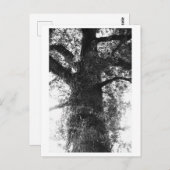 Tree Photography - Treow ポストカード (正面/裏面)