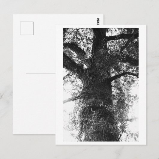 Tree Photography - Treow ポストカード (正面/裏面)