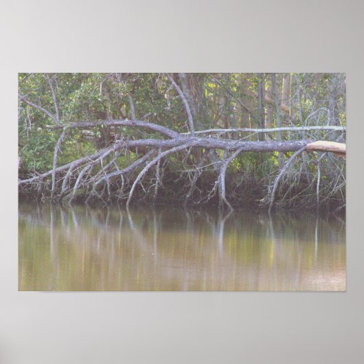 Tree Reflections落ちたフォトポスター ポスター (正面)