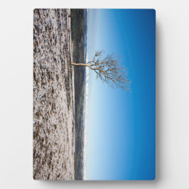 Tree Scout Scar Old Man of Conistonバックグラウンド フォトプラーク