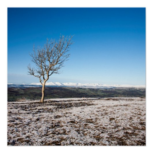 Tree Scout Scar Old Man of Conistonバックグラウンド ポスター (正面)