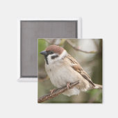 tree_sparrow マグネット (正面/裏面)