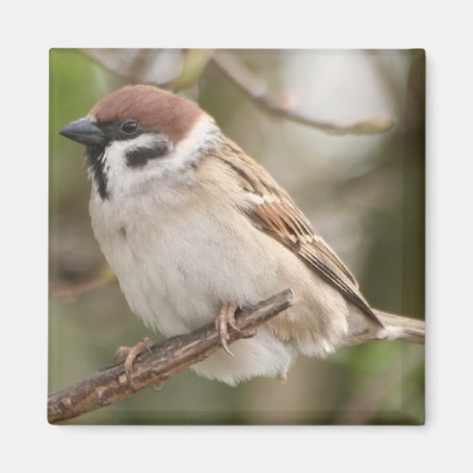 tree_sparrow マグネット (正面)