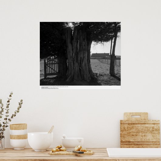 Tree Stump, Gate, and Distant Barn, March 1962 ポスター (キッチン)