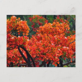 tree with magnificent red-colored flower シーズンポストカード