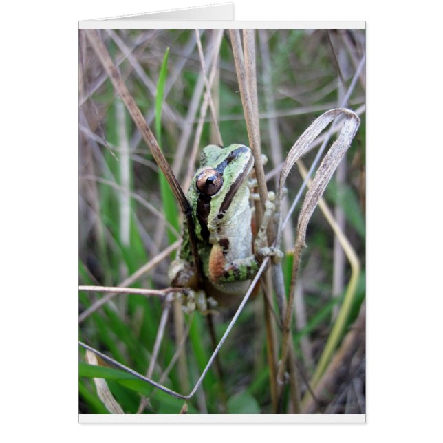Treefrogまたはコーラス太平洋のカエル (正面)