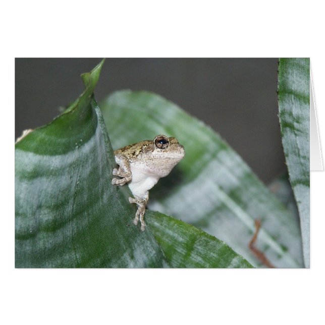 Treefrog (正面横)