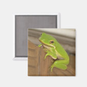 TreeFrog1マグネット マグネット (正面/裏面)