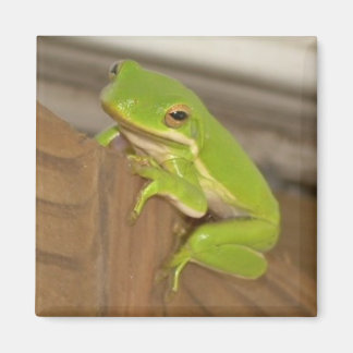 TreeFrog1マグネット マグネット