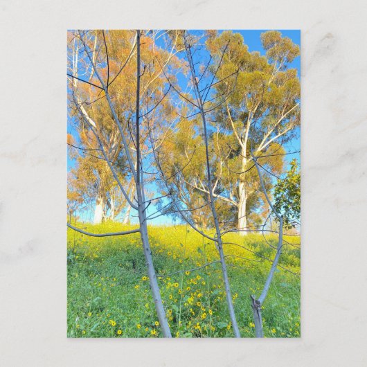 Trees ポストカード (正面)