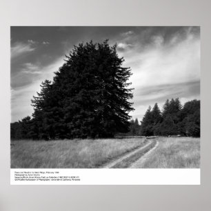 Trees and Road, 1966年2月, Ansel Adams ポスター