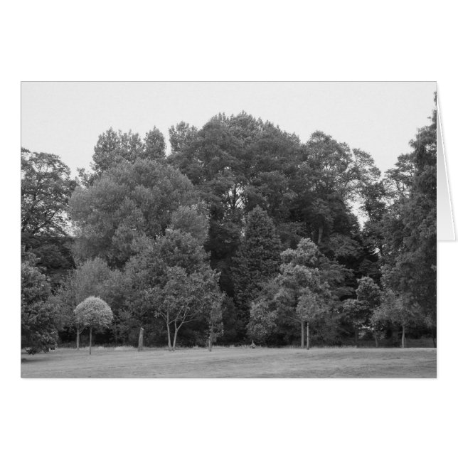 Trees at Bute Park, Cardiff - BW (正面横)