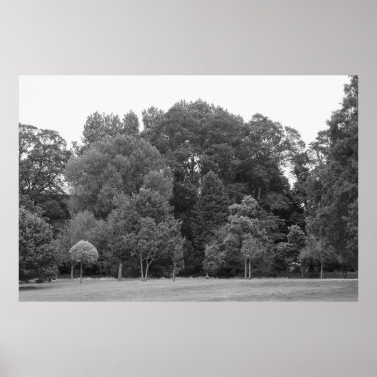 Trees at Bute Park, Cardiff - BW ポスター (正面)