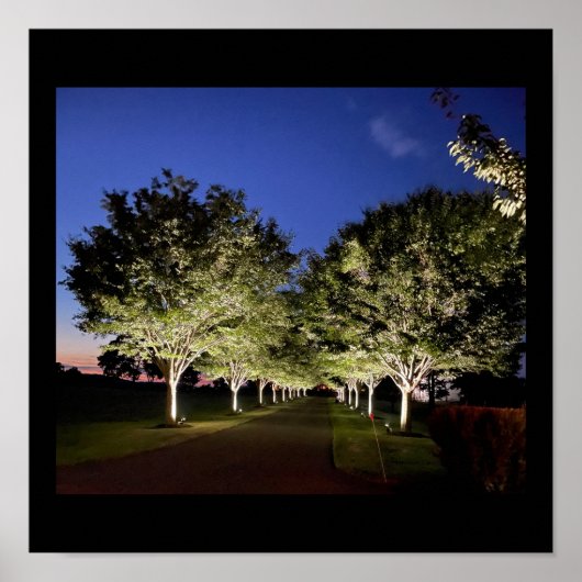 Trees at Night Photoポスター ポスター (正面)