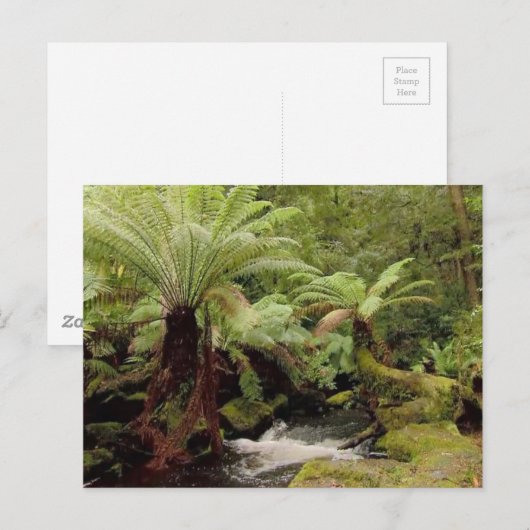 Trees environment Tasmania Australia写真 ポストカード (正面/裏面)