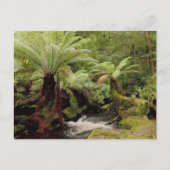 Trees environment Tasmania Australia写真 ポストカード (正面)