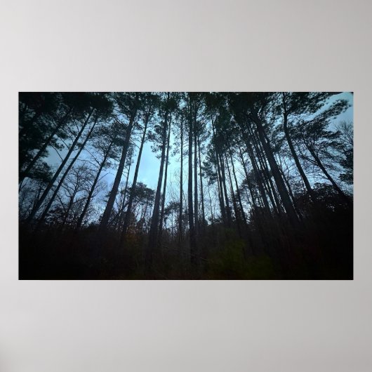 Trees & Fog, ポスター (正面)