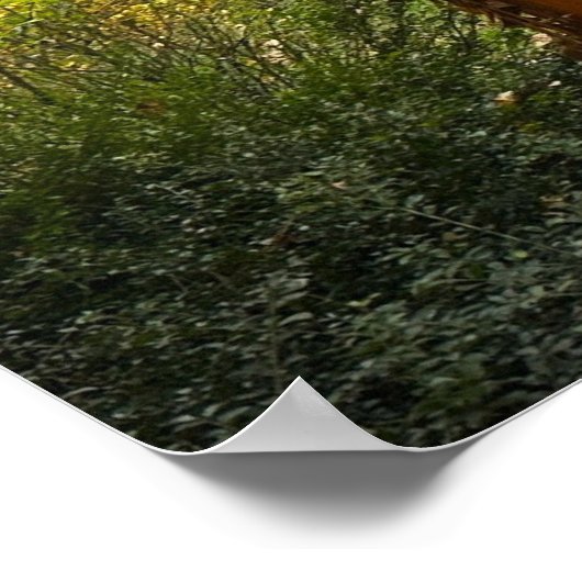 Trees & Fog,  Poster ポスター (角)