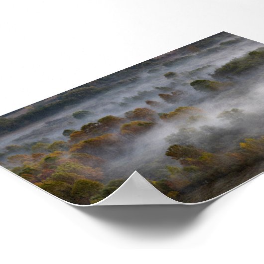 Trees in the morning mist ポスター (角)