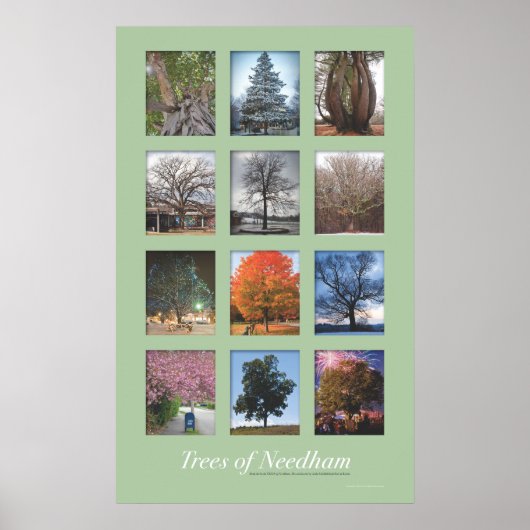 Trees of Needham 20"x32"ポスター ポスター (正面)