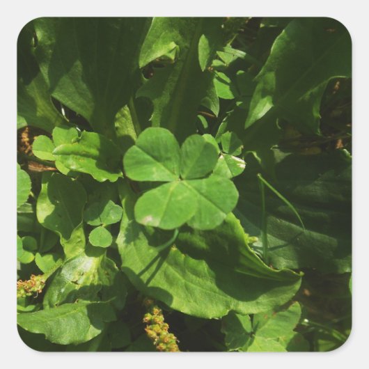 Trèfle à quatre feuilles スクエアシール (正面)