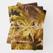 Trendy Japanese Maple Background Set of 3 ラッピングペーパーシート (インサイチュ)