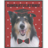 Tri Collie in Graduation cap シール (正面)
