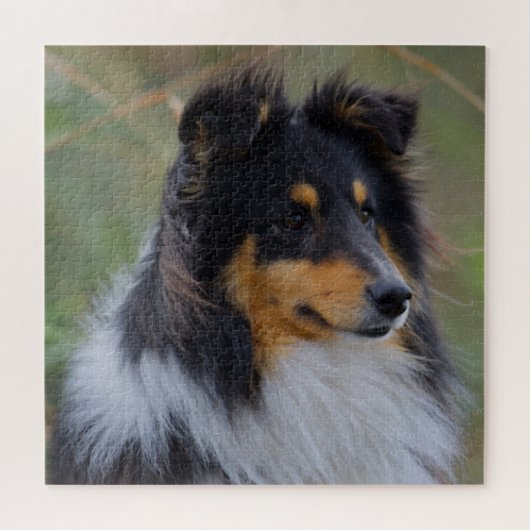 Tri-Color Sheltie (Shetland Sheepdog) ジグソーパズル (横)