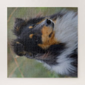 Tri-Color Sheltie (Shetland Sheepdog) ジグソーパズル (縦)