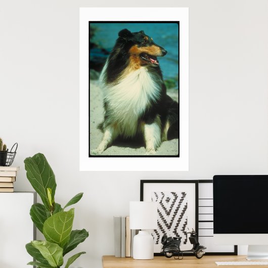Tri-Colored Collie Poster ポスター (ホームオフィス)