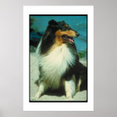 Tri-Colored Collie Poster ポスター (正面)